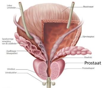 Anatomie van de prostaat
